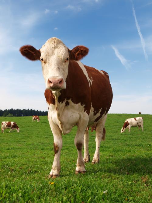 Vache debout devant caméra