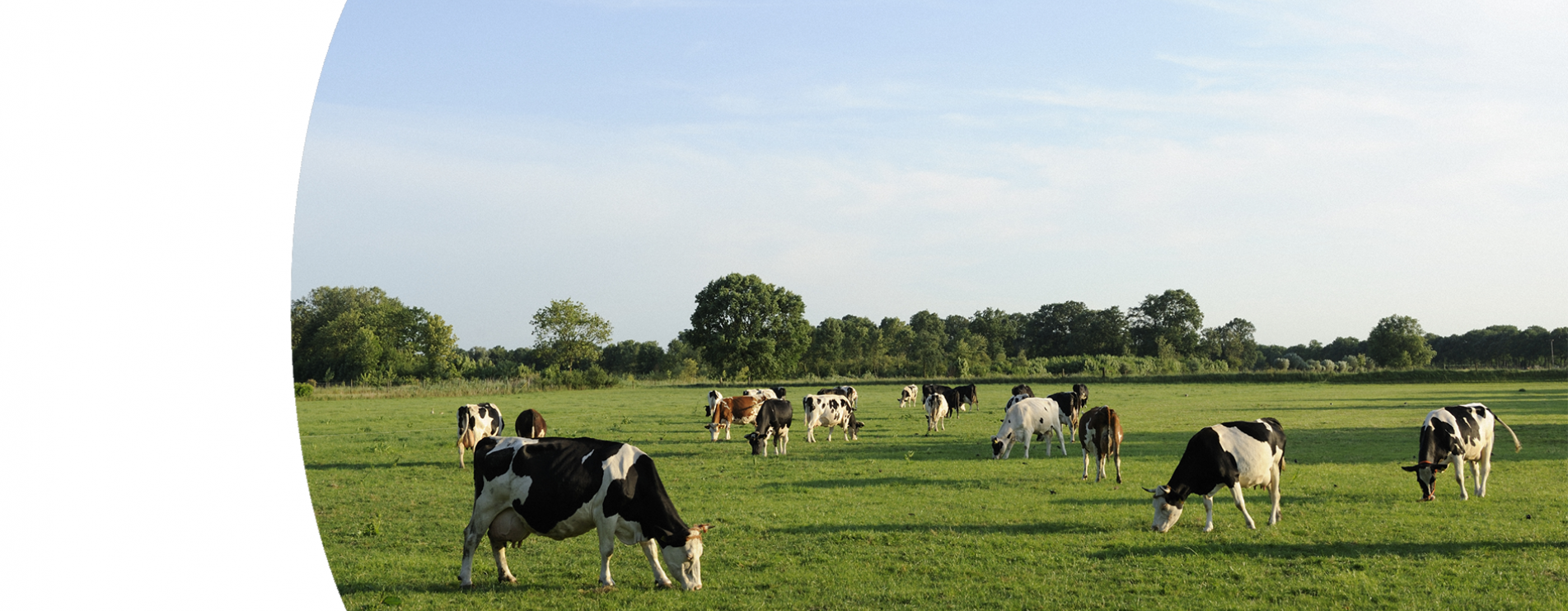 Visuel vaches dans champ nouveaux produits