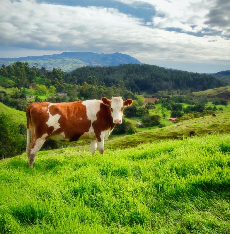 Vache montbéliarde dans la nature devant les montagnes